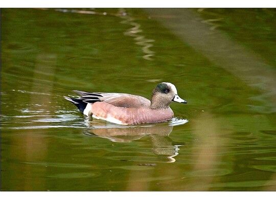 wigeon-fws-1600_crop